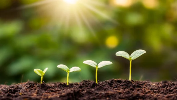 Soil carbon sequestration project using regenerative agriculture cover crops and soil monitoring to increase organic carbon